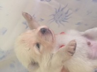 Spitz Alemão Branco Pedigree CBKC