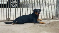 Rottweiler