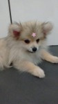 Maravilhosa Spitz