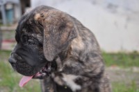 Filhotes Cane corso