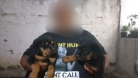 Rottweiler