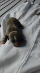 american staffordshire terrier blue