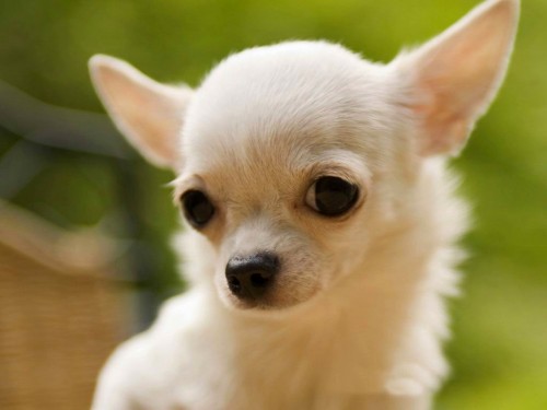 Pequeno Chihuahua