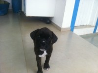 Boxer