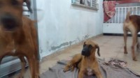 Rhodesian Ridgeback – Leão da Rodésia