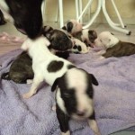 Vende-se filhotes de Pit Bull