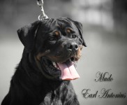 Rottweiler