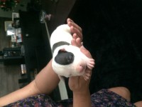 American staffordshire terrier – São Paulo