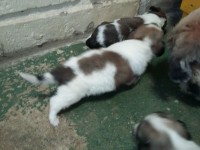Filhotes de Lhasa Apso