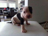 American staffordshire terrier – São Paulo