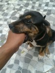 Rottweiller Fêmea