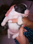 Lhasa-Apso