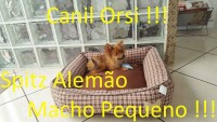 Spitz Alemão pequeno macho!