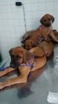 Rhodesian Ridgeback – Leão da Rodésia
