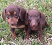 Filhotes de Dachshund