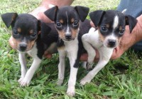 Filhotes de Fox Paulistinha