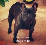Bulldog frances