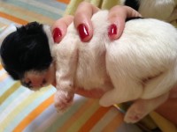 Vendo filhotes de Shih tzus