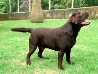 Filhotes de labrador retriever chocolates