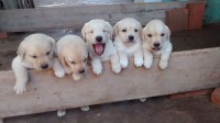 Lindos Filhotes de Labrador