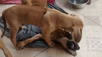 Rhodesian Ridgeback – Leão da Rodésia