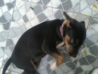 Rottweiller Fêmea