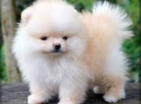 Quero adotar um spitz alemão para minha filhinha
