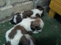 Filhotes de Lhasa Apso