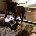 Vende-se filhotes de Pit Bull