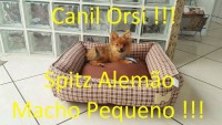 Spitz Alemão pequeno macho!