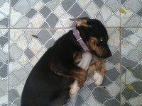 Rottweiller Fêmea