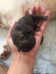 Bulldog frances