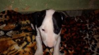 Filhotes Bull Terrier