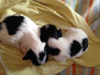 Vendo filhotes de Shih tzus