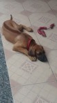 Rhodesian Ridgeback – Leão da Rodésia