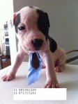 American staffordshire terrier – São Paulo