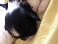 Vendo filhotes de Shih tzus