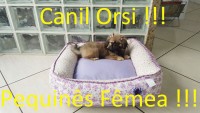 Pequinês Fêmea com 3 meses dourada!