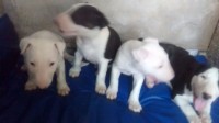 Filhotes Bull Terrier