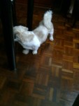 Filhotes de Lhasa Apso
