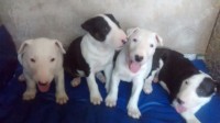 Filhotes Bull Terrier
