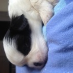 Vendo shih tzu micro macho