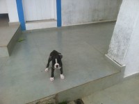 Boxer
