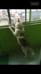 Vendo Husky Siberiano 6 meses
