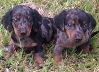 Filhotes de Dachshund