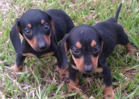 Filhotes de Dachshund