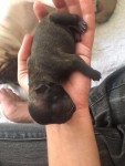 Bulldog frances