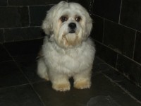 Filhotes de Lhasa Apso