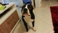 American staffordshire terrier – São Paulo