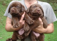 Filhotes de labrador retriever chocolates